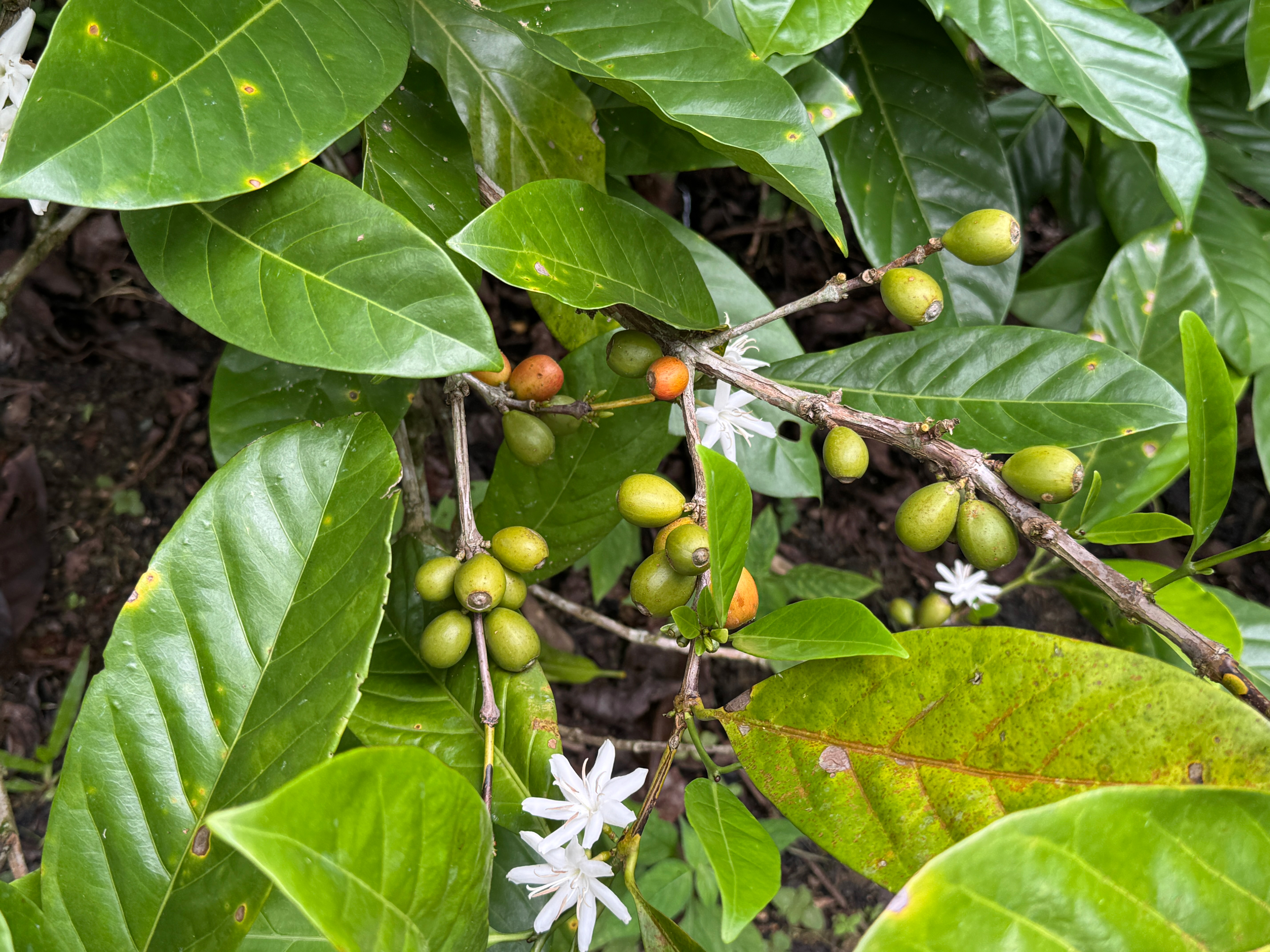 Jackfruit (Malaysia Liberica) 230g GROUND Bean